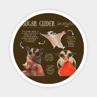 Animal Facts- Sugar Glider Magnet
